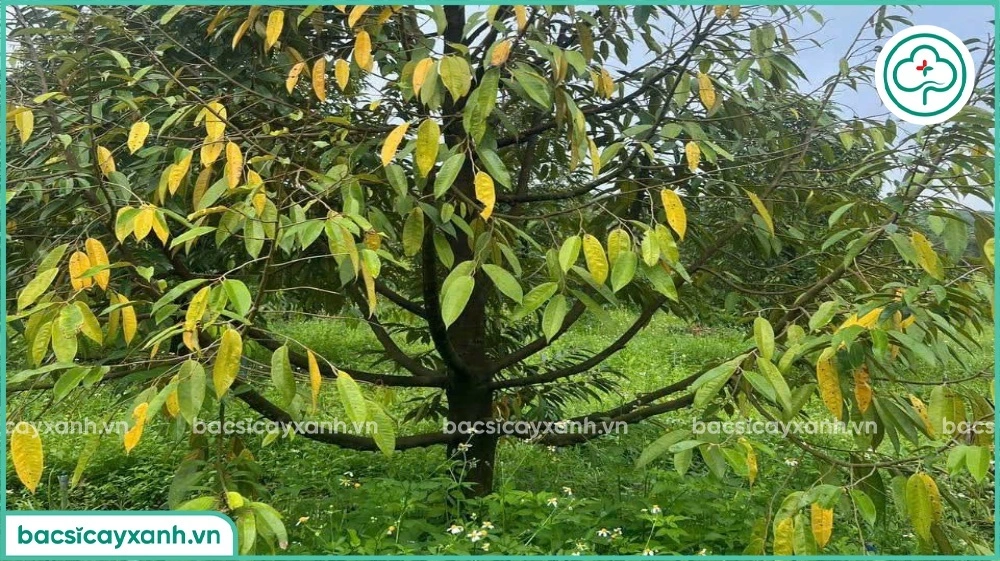 Tuyến trùng rễ hại sầu riêng